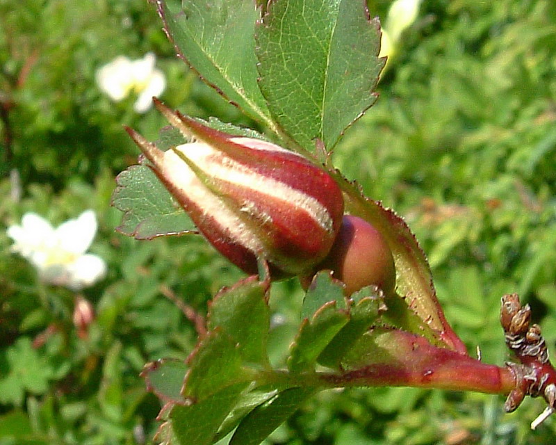 Rosa spinosissima / Rosa di macchia